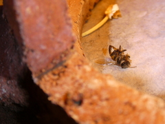 Apis mellifera scutellata