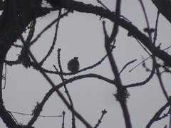 Ficedula hypoleuca