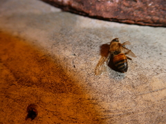 Apis mellifera scutellata