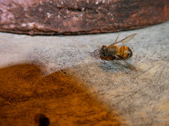 Apis mellifera scutellata
