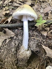Amanita murrilliana
