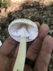 Amanita murrilliana