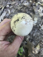 Amanita murrilliana