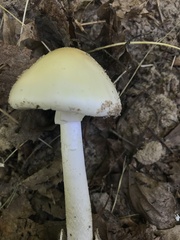 Amanita murrilliana