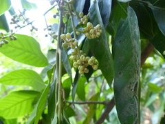 Aglaia lawii