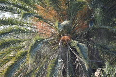 Phoenix canariensis