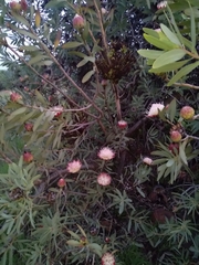 Protea caffra caffra