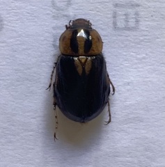 Cyclocephala amazona