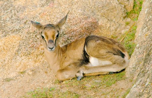 Speke's Gazelle