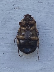 Cyclocephala amazona