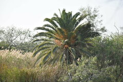 Phoenix canariensis