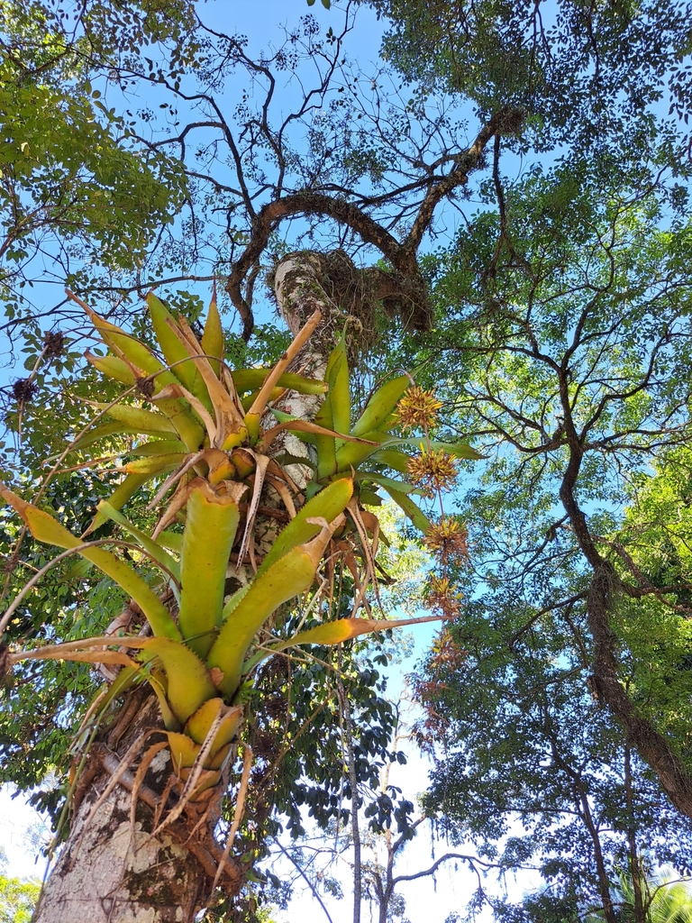 Aechmea bambusoides