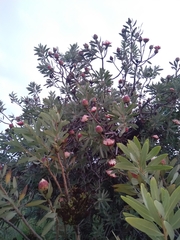 Protea caffra caffra