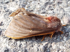 Hemileuca rubridorsa