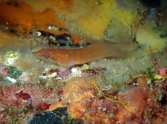 Lepadogaster candolii