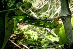 Saturniidae