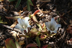 Gentiana newberryi tiogana