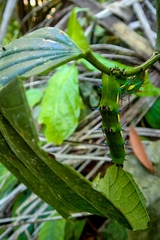 Saturniidae