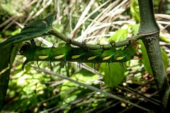Saturniidae
