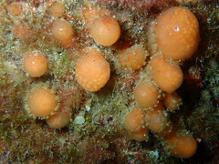 Pseudodistoma cyrnusense