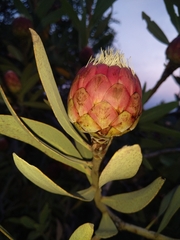 Protea caffra caffra
