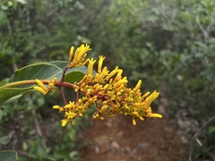 Palicourea rigida