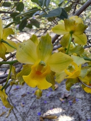 Cyrtopodium flavum
