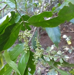 Aglaia lawii