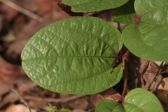 Aristolochia heppii image