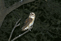 Tyto alba poensis