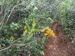 Palicourea rigida