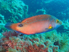 Symphodus mediterraneus