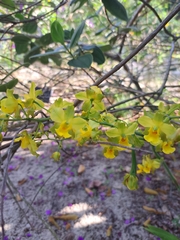 Cyrtopodium flavum