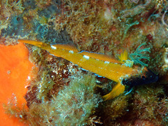 Tripterygion delaisi