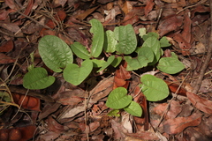 Aristolochia heppii