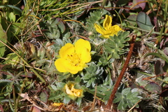 Potentilla breweri