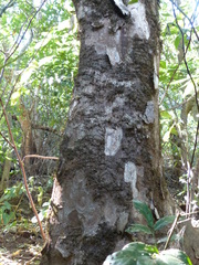 Aglaia lawii