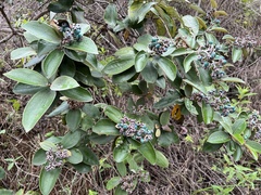 Miconia albicans