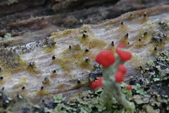 Dictyocatenulata