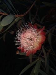 Protea caffra caffra