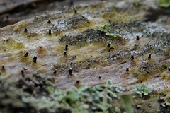 Dictyocatenulata
