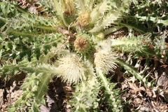 Cirsium tioganum