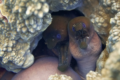 Viper moray (Enchelynassa canina) — Muraenidae — 4