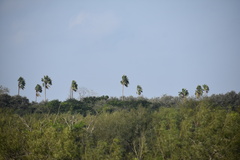 Washingtonia robusta