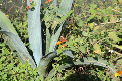 Anartia fatima colima