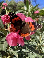 Vanessa vulcania