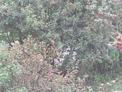 Aglaeactis cupripennis