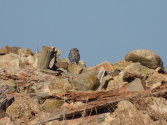 Athene noctua vidalii