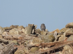 Athene noctua vidalii