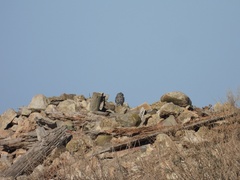 Athene noctua vidalii